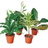 Air Purifying Potted Plant Variety, Set of 4