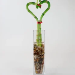 Bamboo Heart in Glass Vase