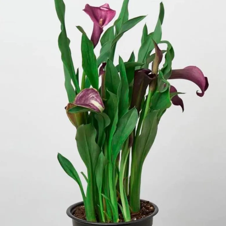 Calla Lily Plant in 6" Pot - Purple