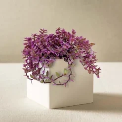 Callisia "Pink Panther" Plant in White Square Planter