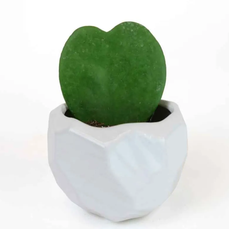 Hoya Heart Succulent Plant in White Ceramic Pot