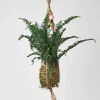 Kokedama Moss Ball Hanging Plant - Fern Jester Crown