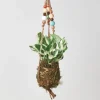 Kokedama Moss Ball Hanging Plant - Pothos Njoy