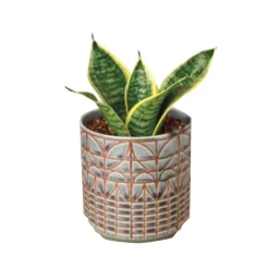 Laurentii Dwarf Live Snake Plant, 4" Pot