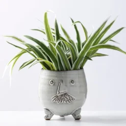 Mr. Pot with Spider Plant