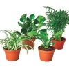 Pet-Friendly Potted Plant Variety, Set of 4