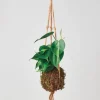Philodendron 'Brasil' Kokedama Moss Ball Hanging Plant