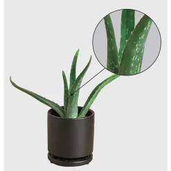 Potted Aloe Vera Plant