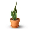 Potted Laurentii Snake Plant