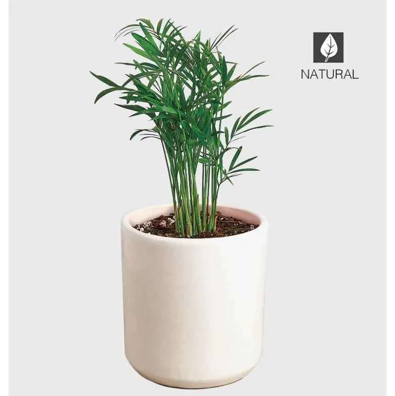 Potted Parlor Palm Plant