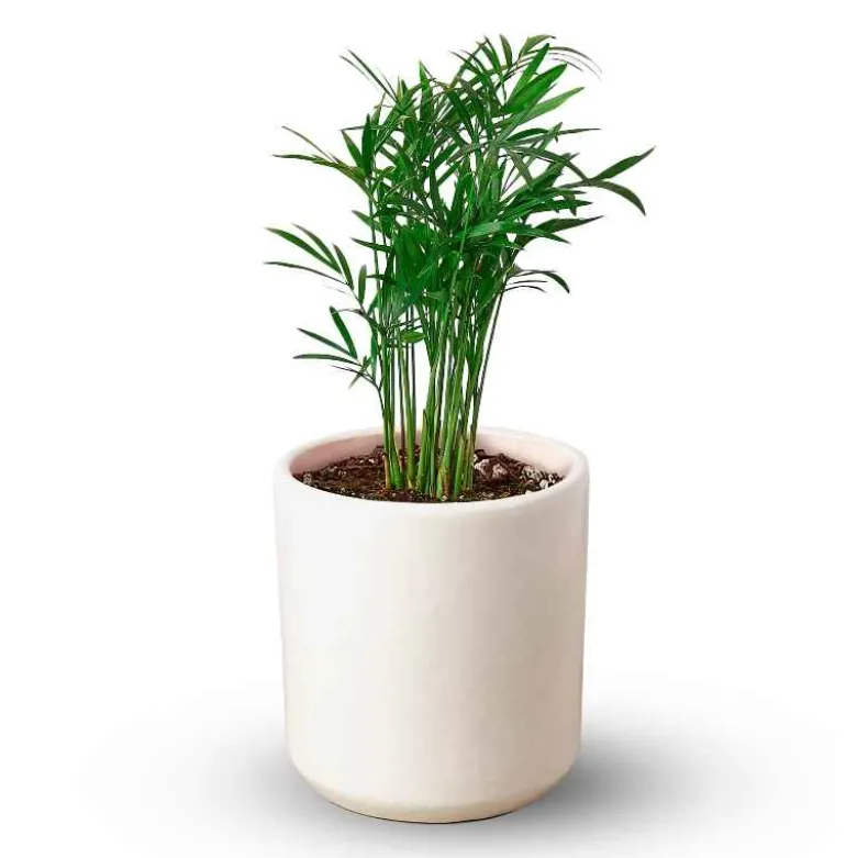 Potted Parlor Palm Plant