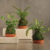 Set of 3 Mini Fern Kokedama