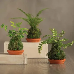 Set of 3 Mini Fern Kokedama
