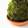 Staghorn Fern Kokedama Ball with Saucer