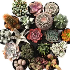 Succulent Variety Bundle, Set of 4